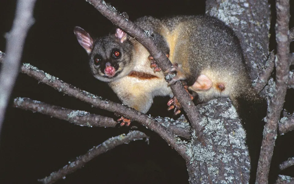 Common brushtail possum with pink nose and pointed ears
