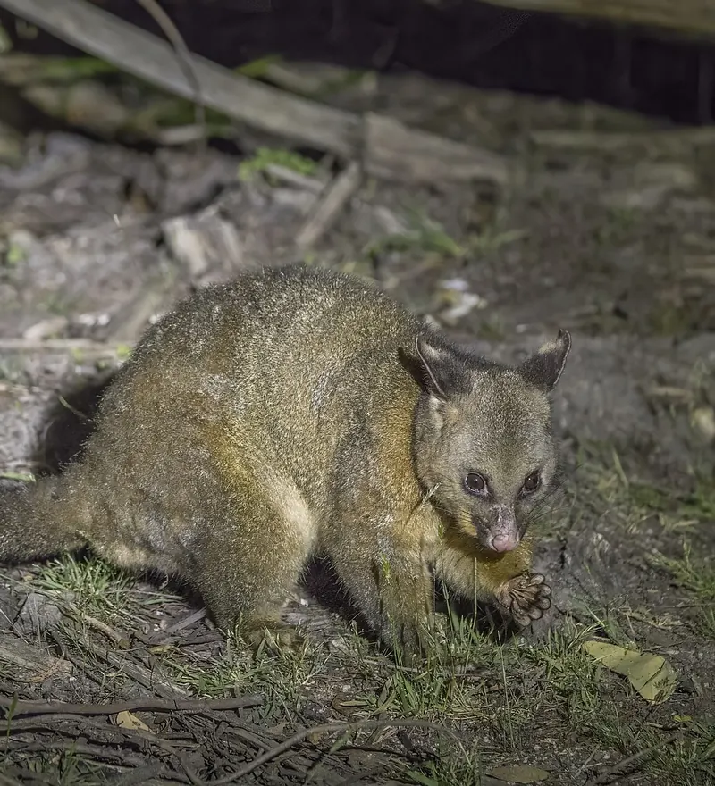 Brushtail possum feeding in a suburban garden after dark