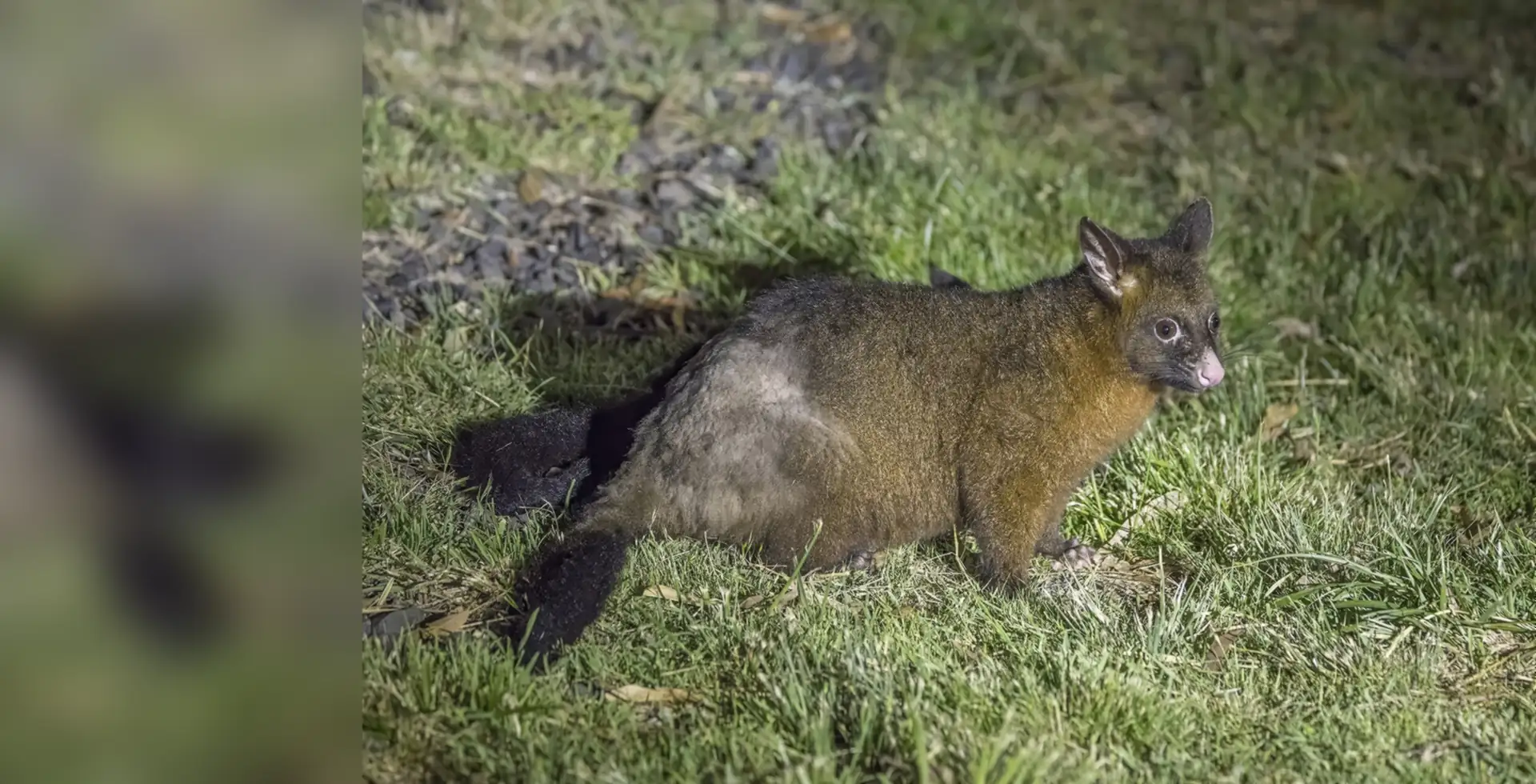 Brushtail possum on a lawn at night