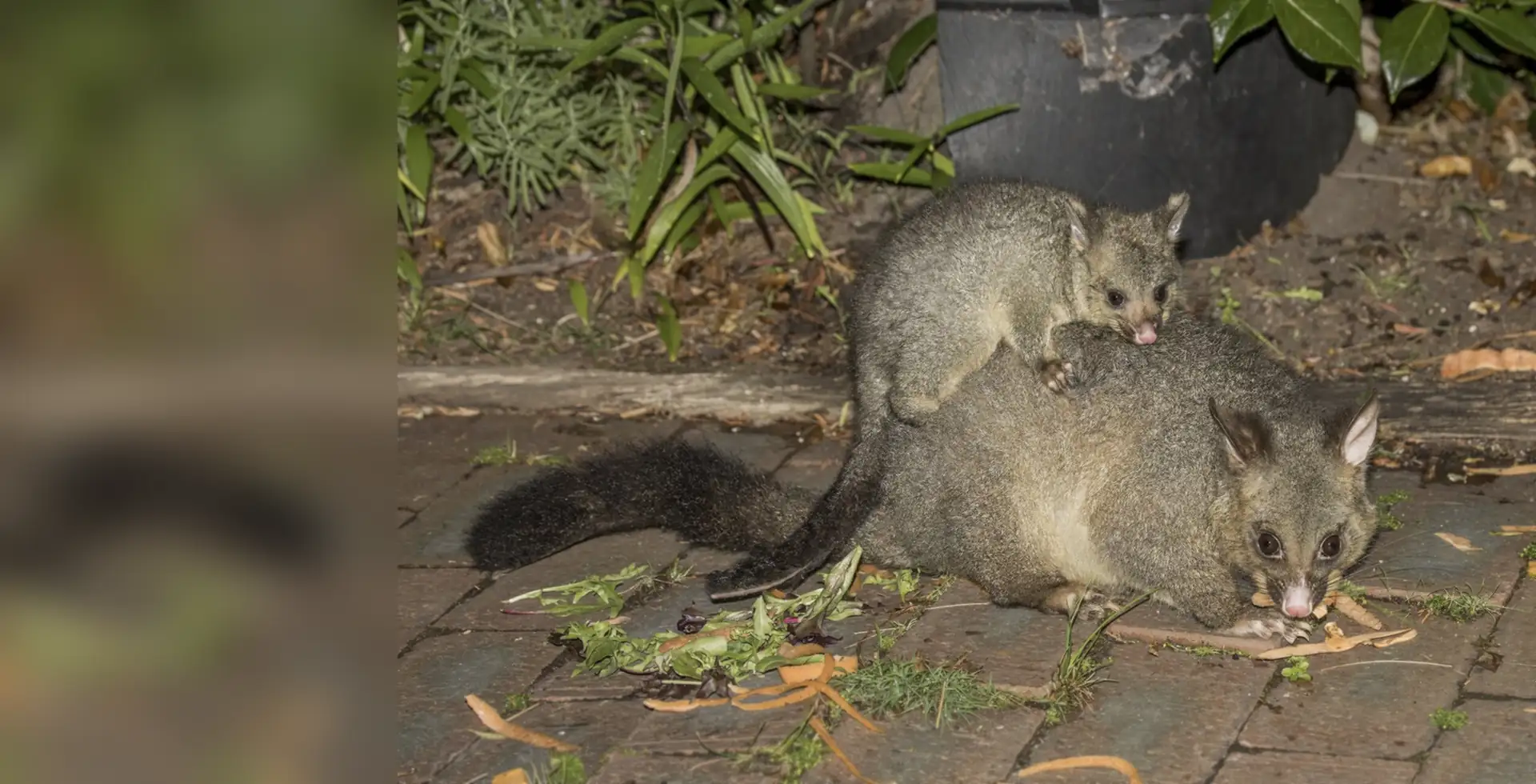 Brushtail possum mother with her joey on paving at night