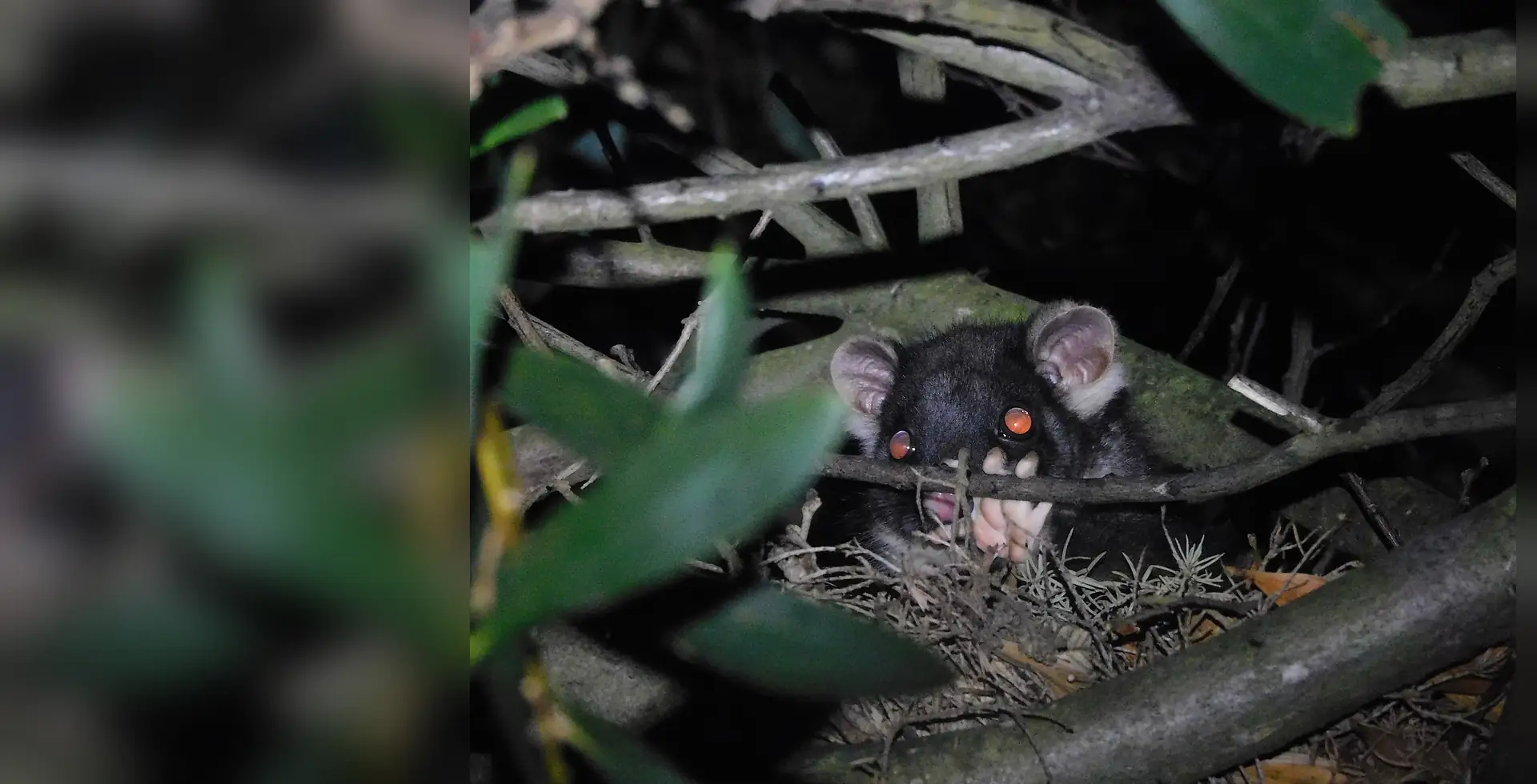 Brushtail possum looking out from a nest of leaves