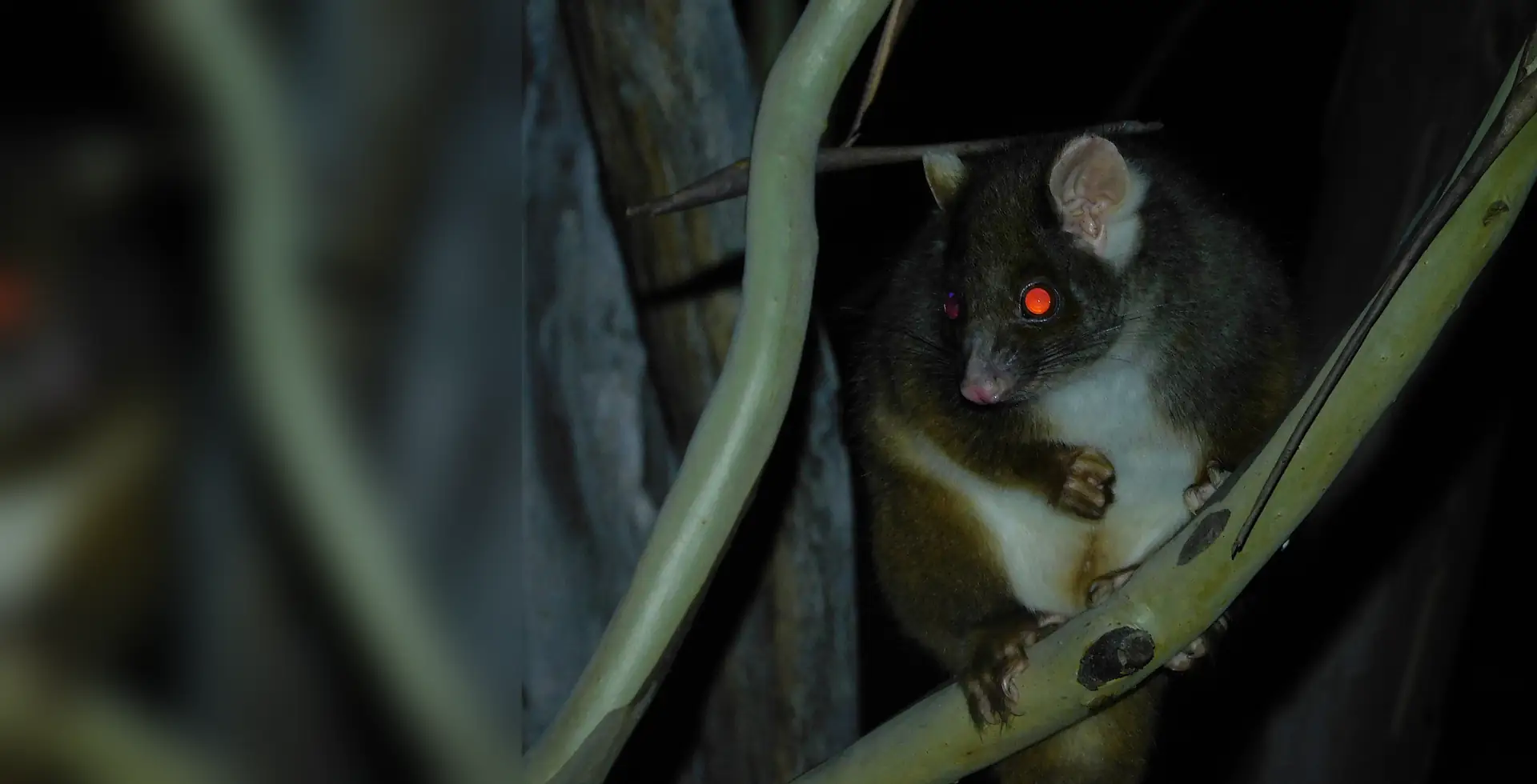 Brushtail possum sitting in a gum tree at night