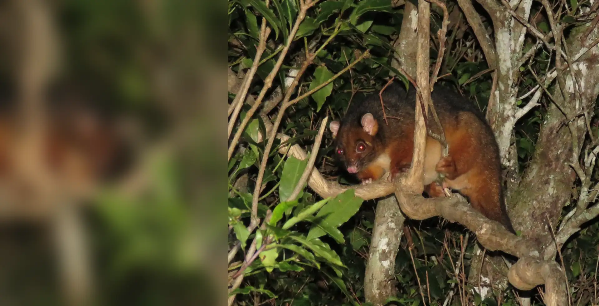 Common ringtail possum in dense branches