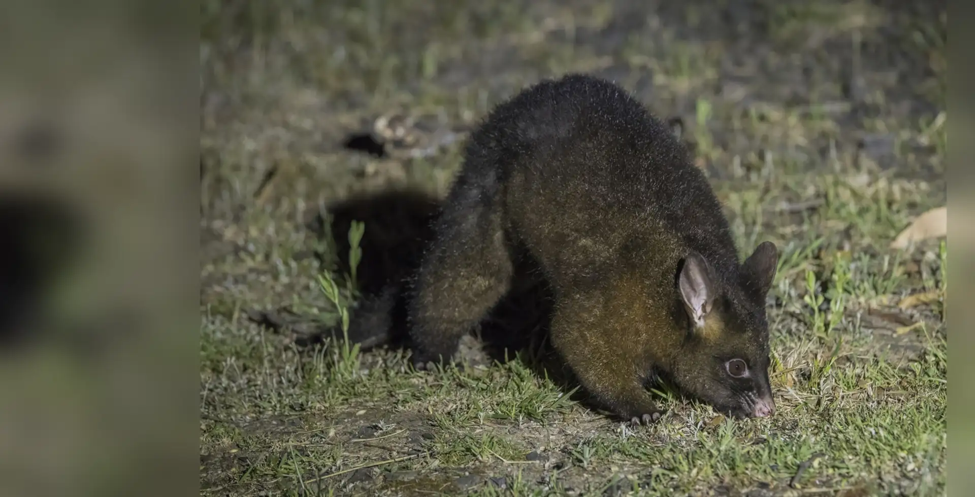 Brushtail possum foraging on grass near a house at night