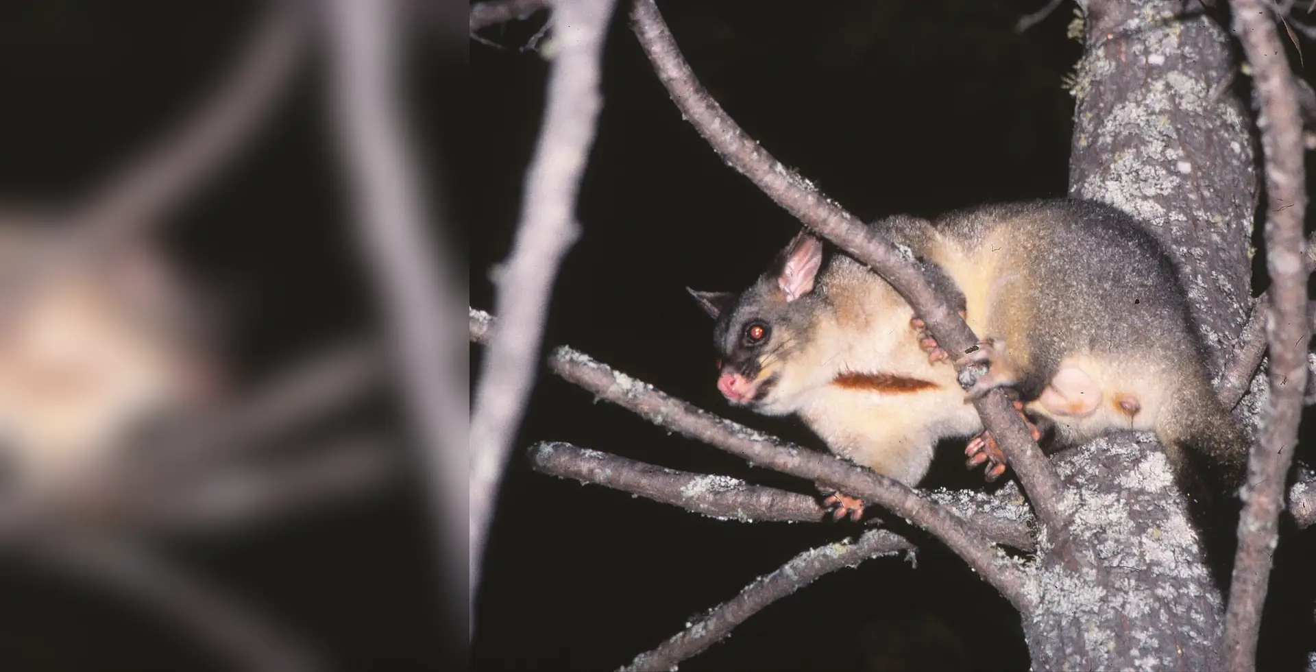 Common brushtail possum climbing through branches at night