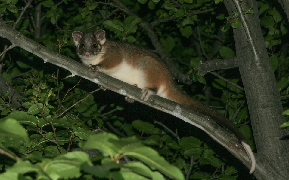 Common ringtail possum with white tail tip on a branch